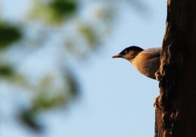 Watch the Birdie@Bharatpur