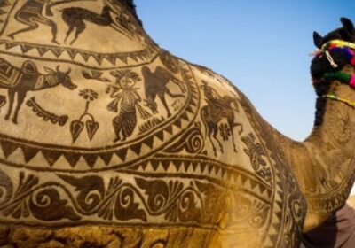 Pushkar – Picture The Camel